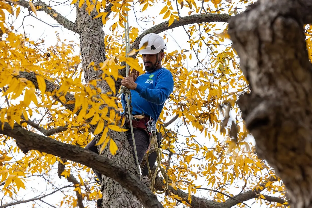 Skilled Tree Pruning crew working in Grantsburg